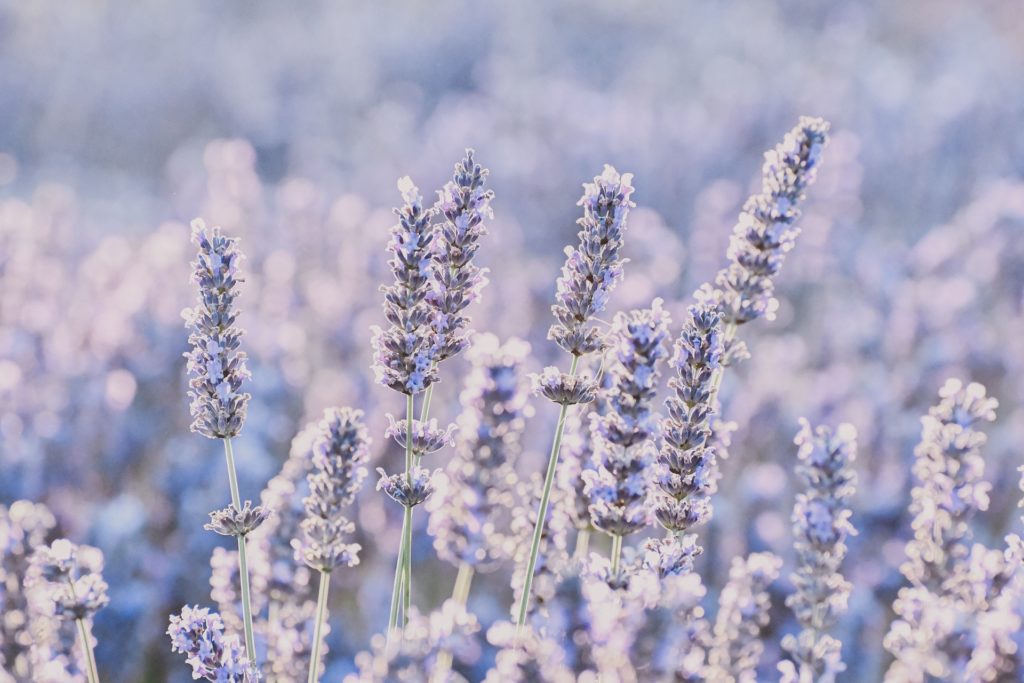 tudo sobre oleo essencial de lavanda alfazema