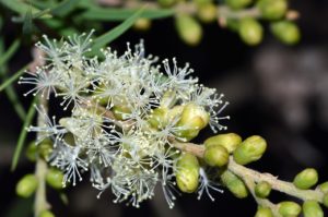 galho da árvore do chá ou melaleuca