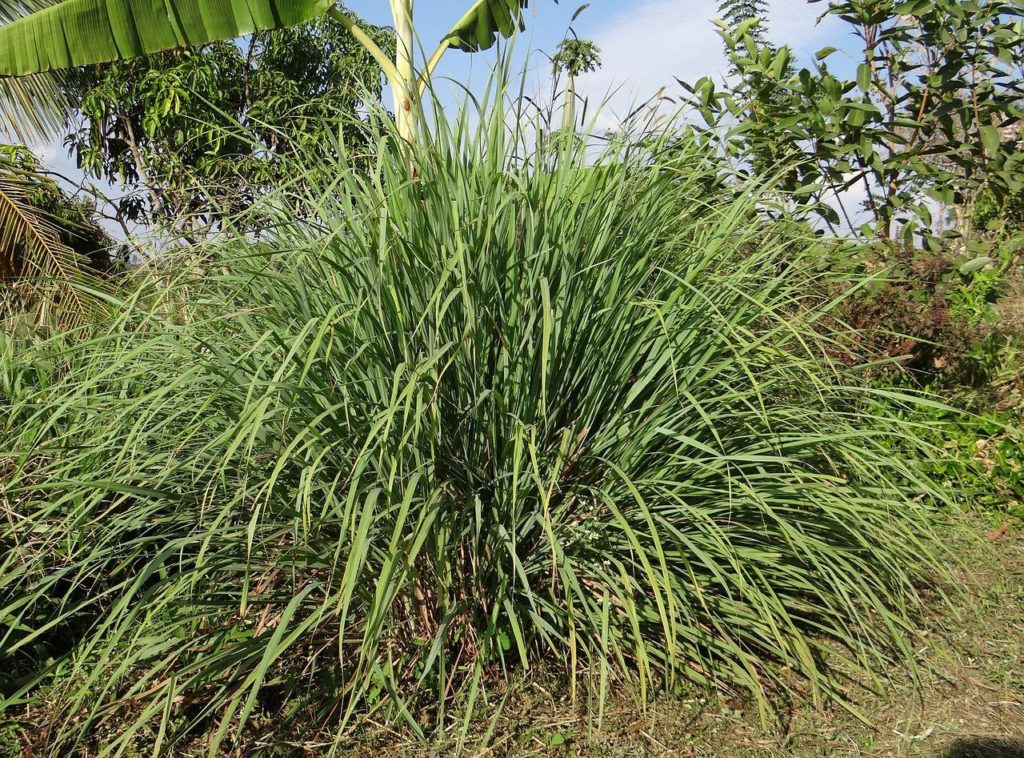 terreno com muda de capim-limão