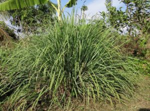 terreno com muda de capim-limão