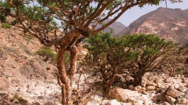 árvore de mirra no deserto do oriente