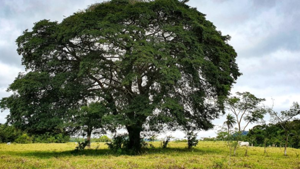 imagem de uma árvore conhecida como copaíba tirada em uma fazenda no cerrado