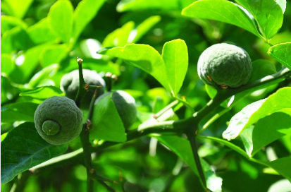 petitgrain bem verde com sol ao fundo da árvore