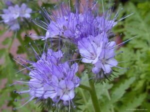 flor de blue tansy