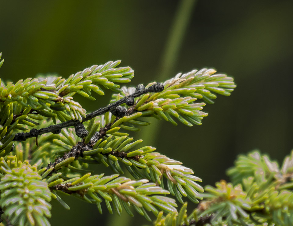 um galho de black spruce com pinhas novas