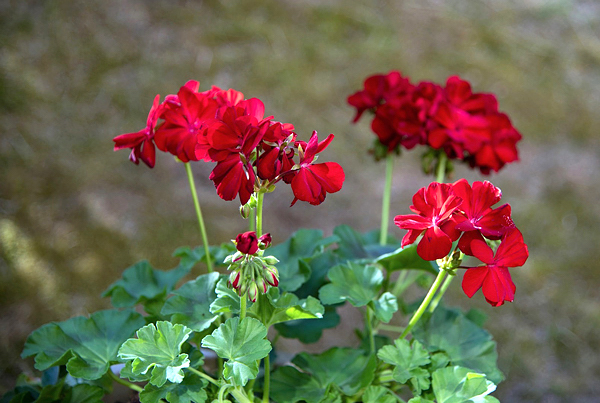 flor de gerânio utilizada para extrair o óleo essencial