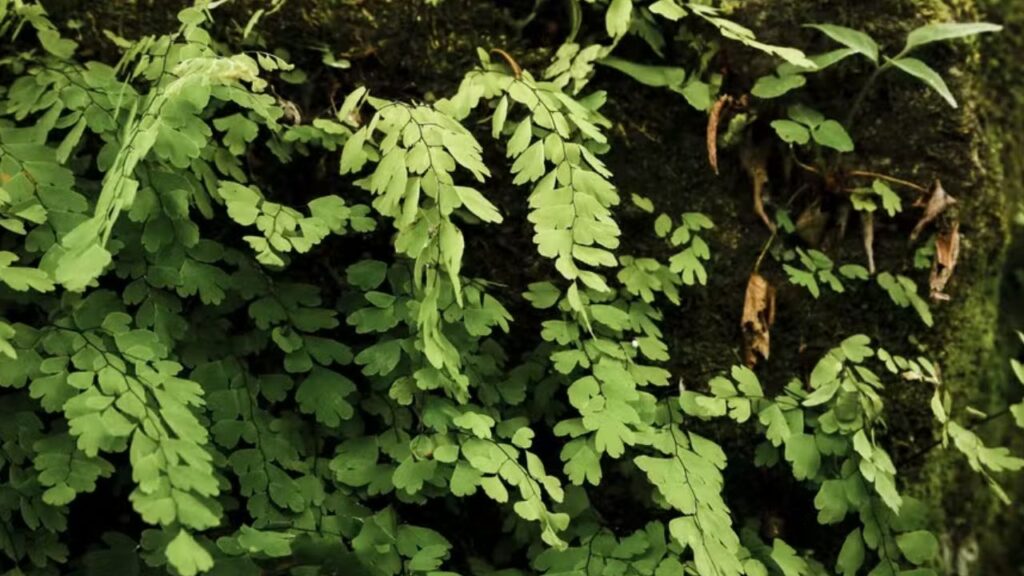 moringa oleífera da índia